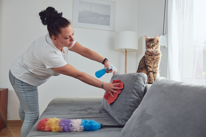 Professionelle Grundreinigung, Frau reinigt dabei ein Sofa neben einer sitzenden Katze im Wohnzimmer